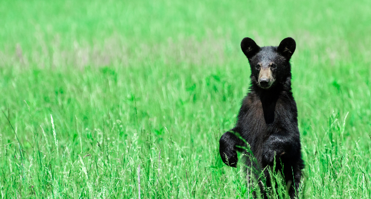 A black bear standing in a lush green field of grass, showcasing the natural beauty and wildlife found in its habitat.